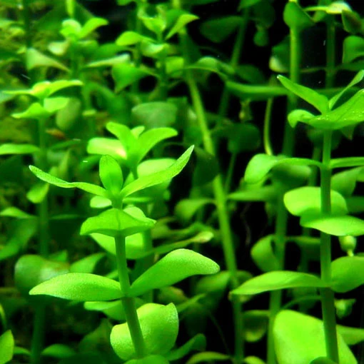 Bacopa caroliniana de Temporada de Primavera