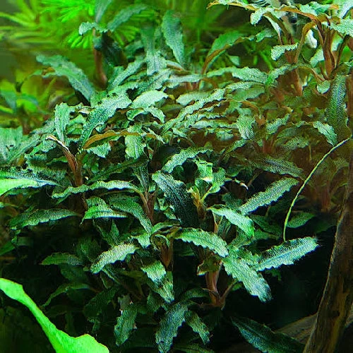 Bucephalandra "Red Phantom" XL - Listo para Plantar