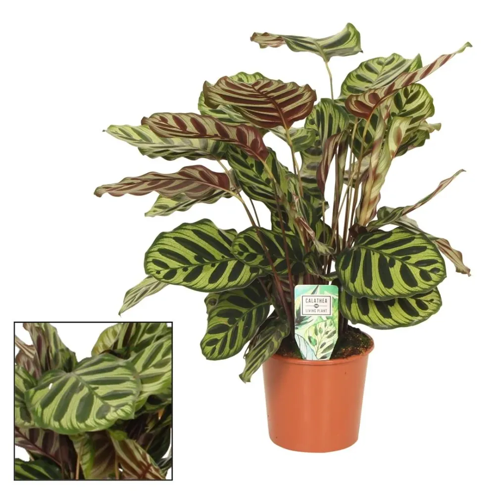 Calathea Makoyana - Planta De Interior - Altura Total Aprox. 60cm.