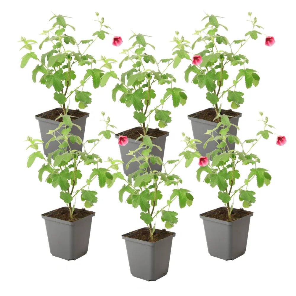 Cesta Colgante con Malla Malva Del Cabo - 6 Pzs - Anisodontea Capensis 'el Rayo' - Altura 25-40cm - ⌀9cm