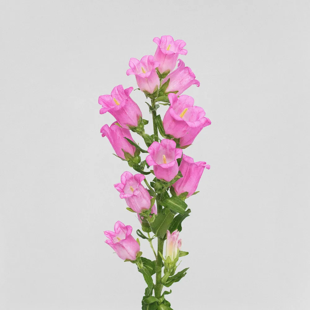 Carillón de Aluminio Campanula medium