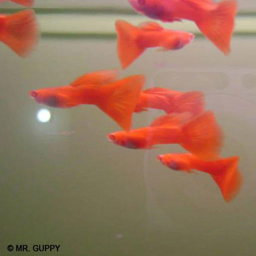 Guppy Full Red Macho