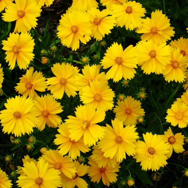 Iluminación Solar Coreopsis Lanceolata
