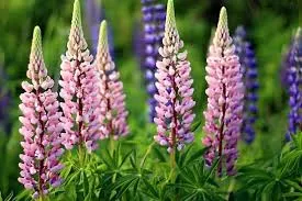 Lupinos - Impermeable y UV Resistente