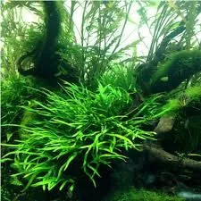 Microsorum pteropus "Trident" para Uso Exterior