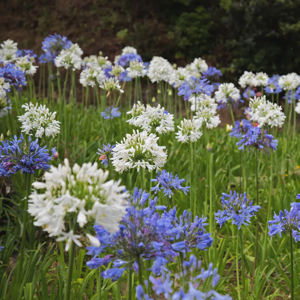 Aagapanthus africanus (Agapanto) Diseño de Hoja