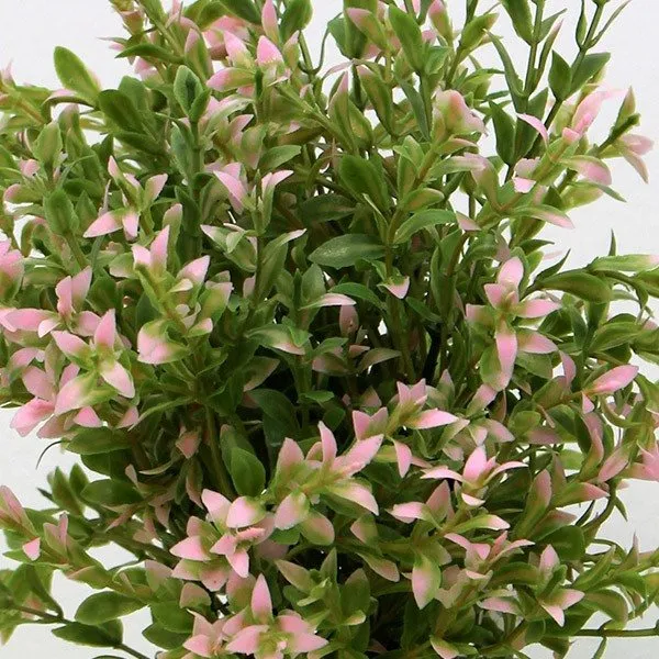 Maceta de cinc con planta 28 cm