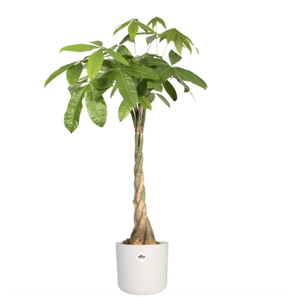 Macetero B. Mullido Round Elho Blanco 18 cm