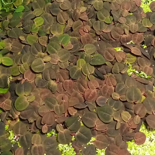 Phyllanthus fluitans