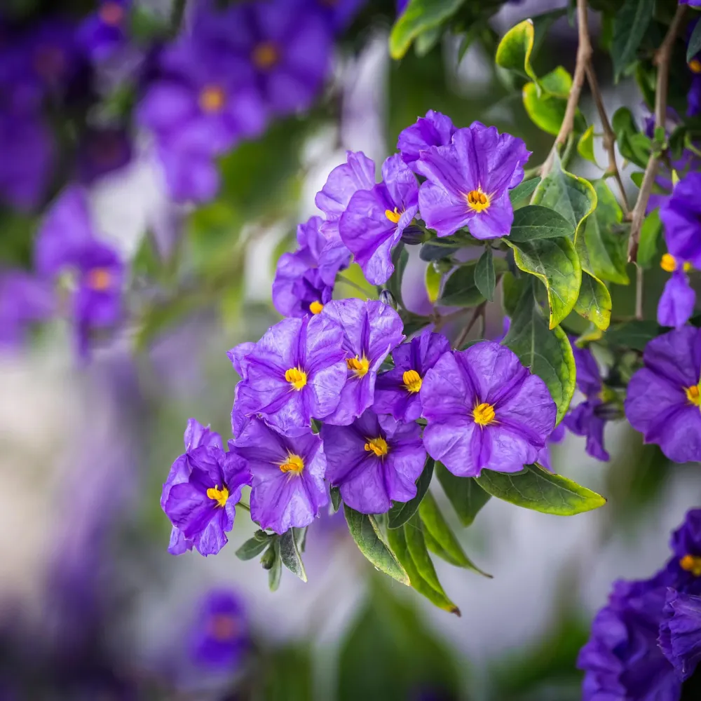 Solano De Flor Azul - 3 Pzs - Lycianthes Rantonnetii - Altura 25-40cm - ⌀9cm