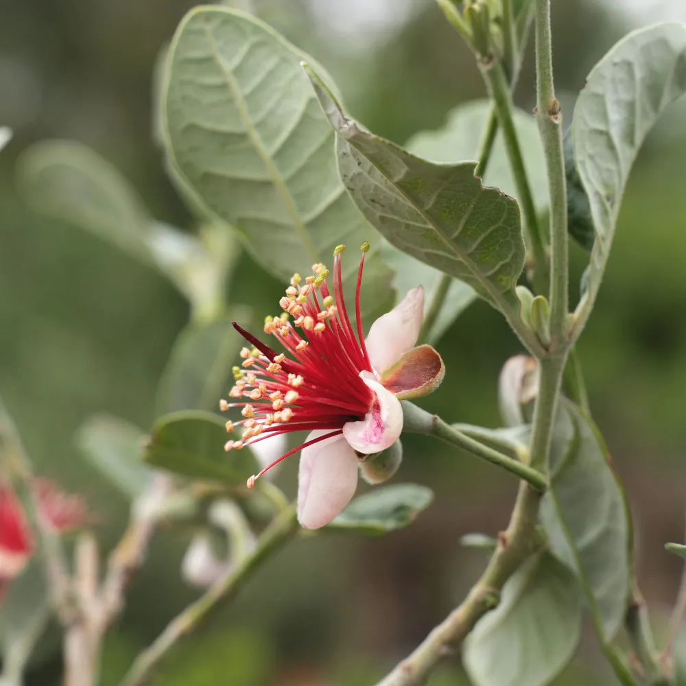 Acca sellowiana (Feijoa o Guayabo del Brasil) - Listo para Plantar