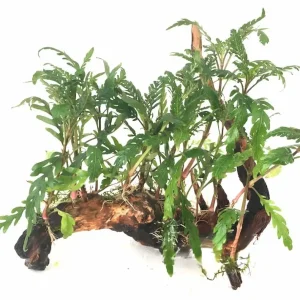 Bosque de Hygrophila Pinnatifida – Planta Acuática de Hoja Fina y Color Bronce para Aquascaping Original