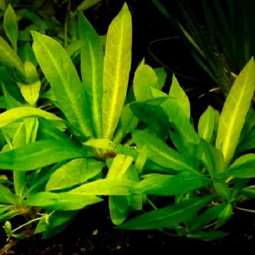 Helanthium quadricostatus "Magdalenensis"