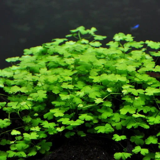 Hydrocotyle tripartita en Sobre de 50 Semillas