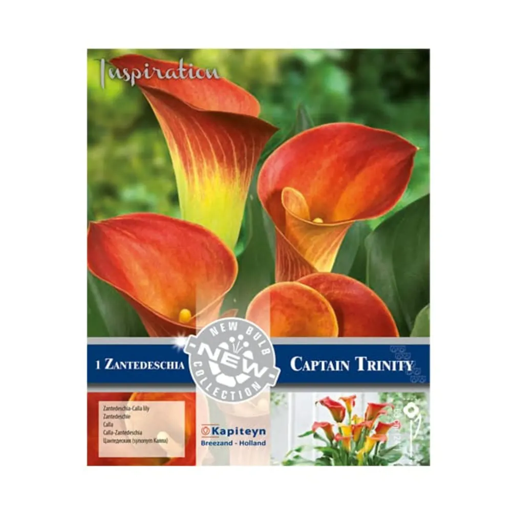 Plántula de Bulbos de Zantedeschia 'Captain Trinity'