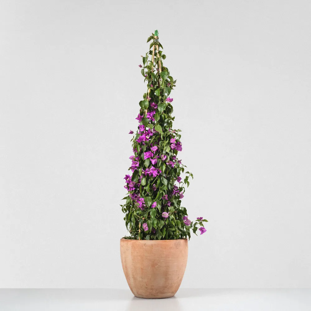 Bougainvillea glabra 'Sanderiana' con Garantí de Germinación
