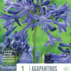 Bulbos Agapanto Africanus Morado 1ud Listas para Plantar