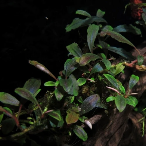 Kit de Germinación Bucephalandra "Brownie Ghost"