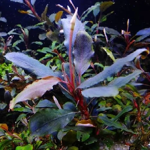Variedad Autóctona de Bucephalandra "Purple Blue"