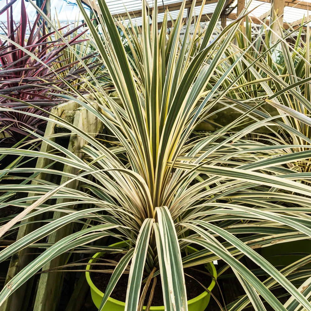 Estructura de Sombra Cordyline australis 'Torbay Dazzler'